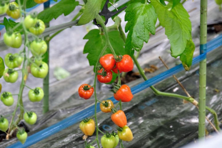 �g�}�g�b��B�̖�؁b���k�J��