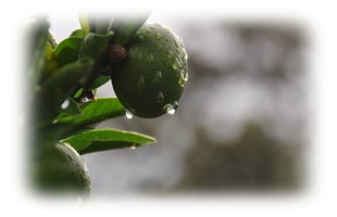 株式会社晴耕雨読