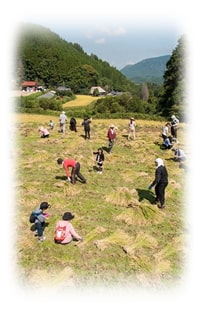 大分県九重町の筑後川最源流域の棚田での稲刈りイベント｜晴耕雨読