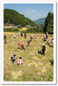 大分県九重町の筑後川最源流域の棚田｜九州の野菜｜晴耕雨読