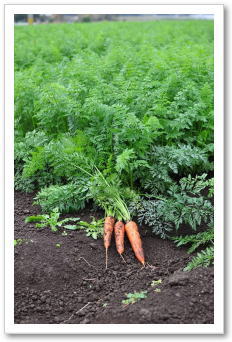 美味しい農産物｜九州の野菜｜晴耕雨読