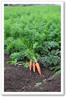 美味しい農産物｜九州の野菜｜晴耕雨読