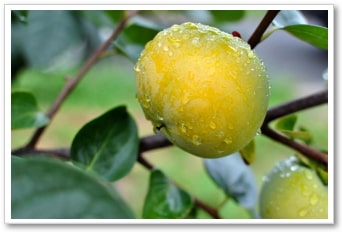 美味しい農産物｜九州の野菜｜晴耕雨読