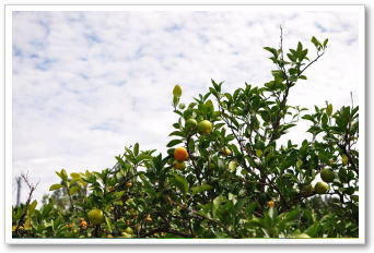 美味しい農産物｜九州の野菜｜晴耕雨読