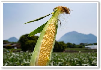 美味しい農産物｜九州の果物｜晴耕雨読